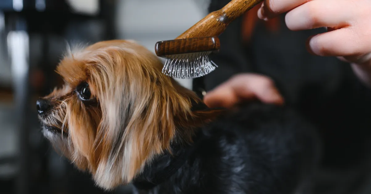 ¿Cómo cuidar el pelo del yorkshire?