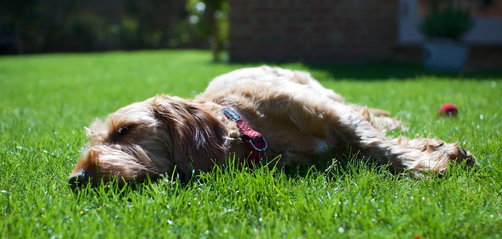 Proteger a tu perro del sol: consejos