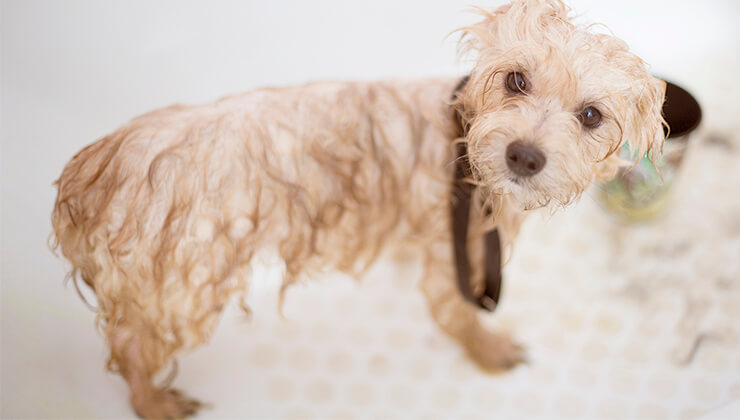 ¿Puedo limpiar a mi perro sin bañarlo?