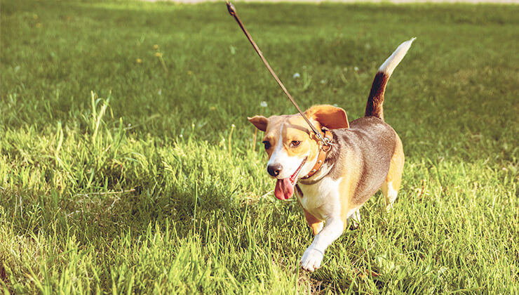 4 consejos para disfrutar del paseo con tu perro