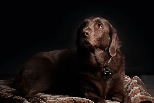 Todo lo que necesitas saber sobre el perro Labrador Retriever