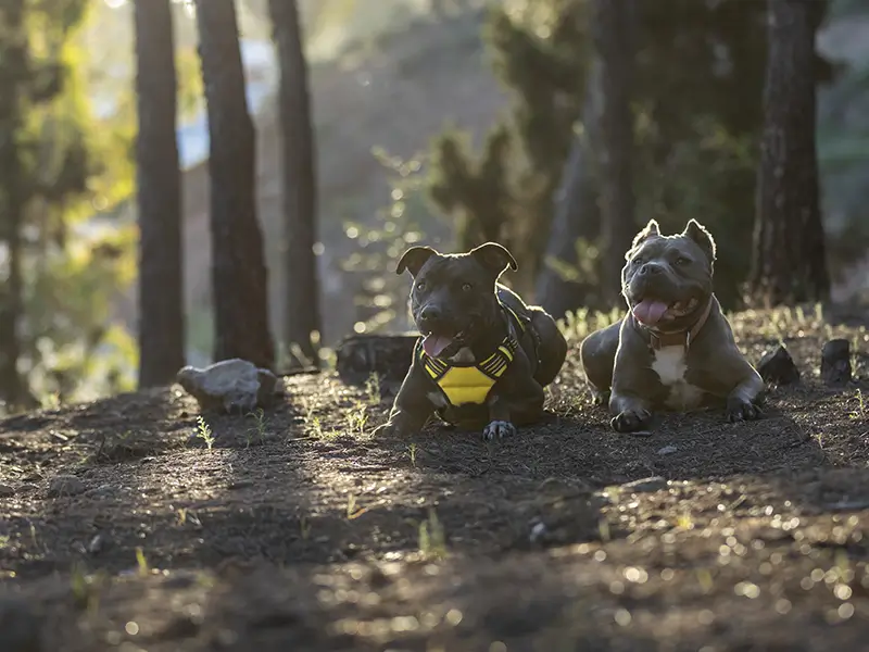 ¿Cómo afecta a los perros la procesionaria?