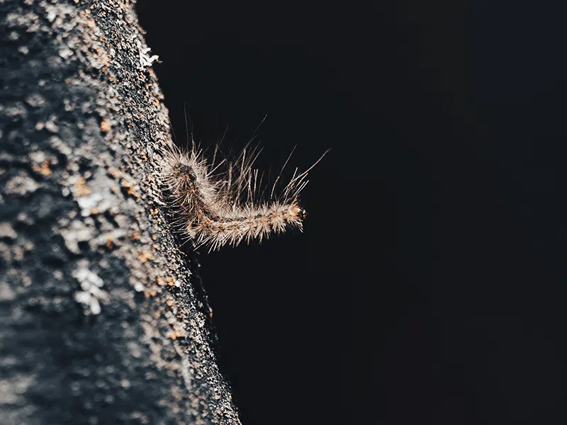 Imagen de la procesionaria de pino