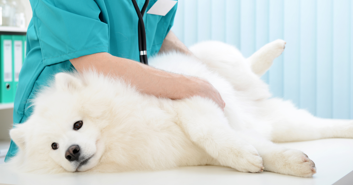 ¿Esterilizar o no esterilizar a mi mascota? Cada caso es especial