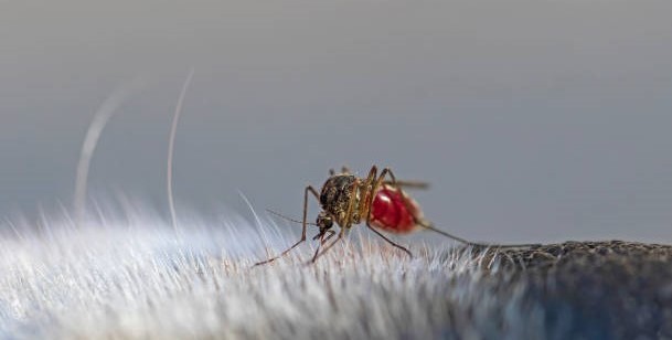 La leishmaniosis: prevención, diagnóstico y tratamiento a tiempo