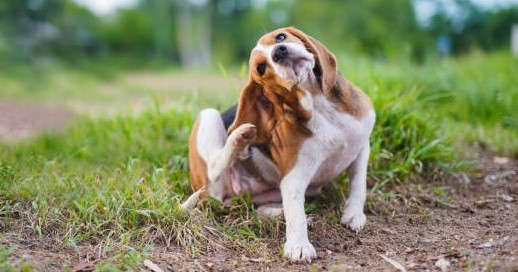 Cómo proteger a tu mascota de parásitos esta primavera