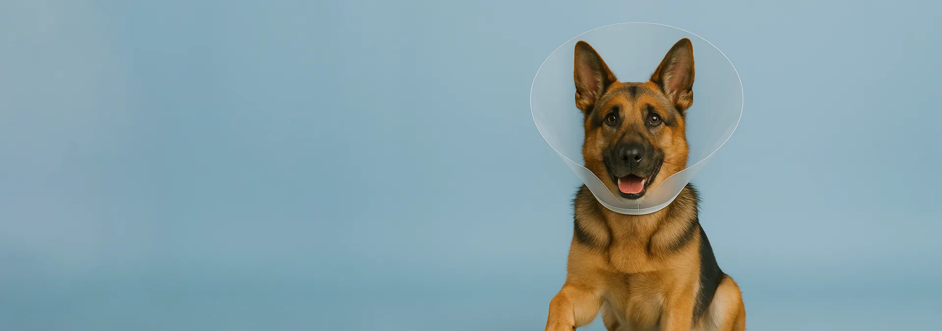 Cirugía veterinaria