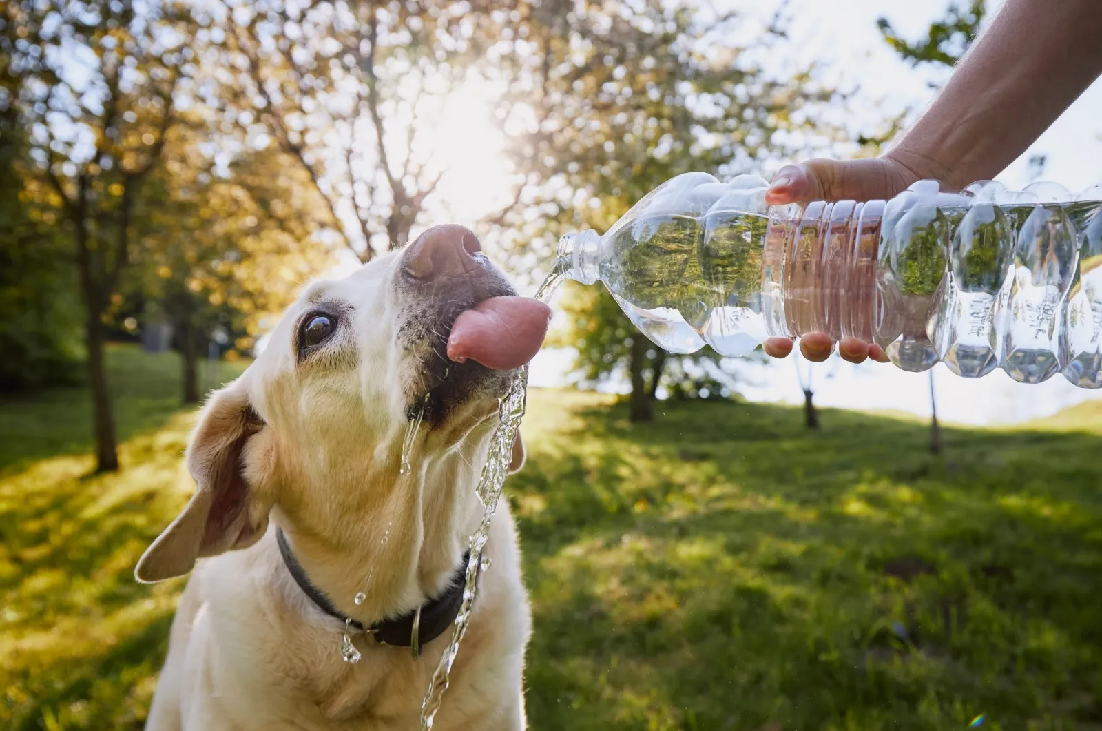 Protege a tu mascota frente a las temperaturas extremas