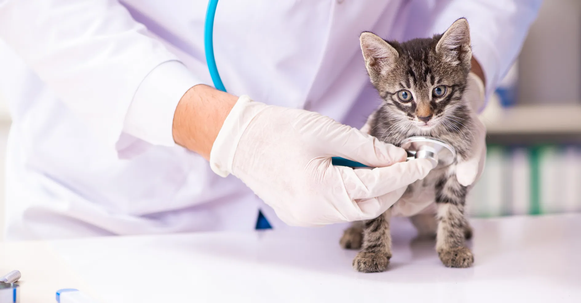 Plan de salud anual veterinario: evitar sustos y ahorrar dinero