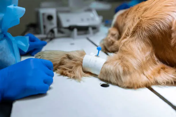 Cáncer en perros y gatos: los avances en oncología veterinaria y tratamientos