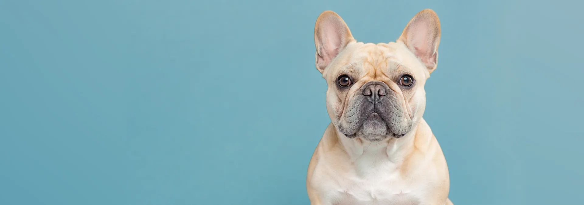 Dermatología veterinaria
